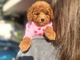 Poodle Yavrularımız