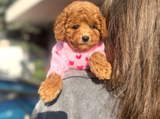 Poodle Yavrularımız görsel