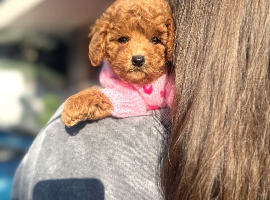 Poodle Yavrularımız görsel