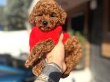 Toy Poodle Yavrularımız