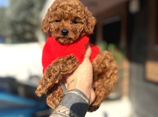 Toy Poodle Yavrularımız görsel
