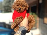 Toy Poodle Yavrularımız