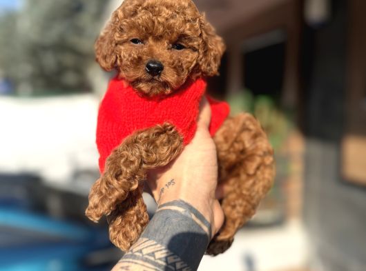 Toy Poodle Yavrularımız görsel