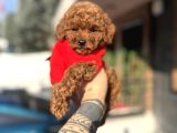 Toy Poodle Yavrularımız