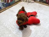 Kore kan Poodle yavru