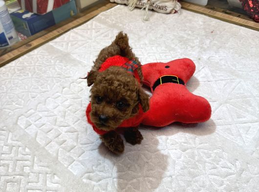 Kore Kan Poodle Yavru