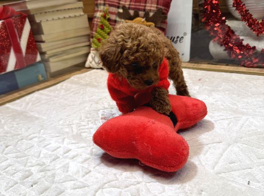 Kore Kan Poodle Yavru görsel