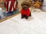 Toy Poodle Yavrularımız