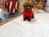 Kore Kan Poodle Yavru