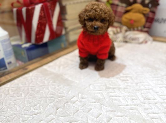 Kore Kan Poodle Yavru görsel