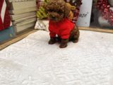 Kore Kan Poodle Yavru