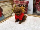 Kore Kan Poodle Yavru