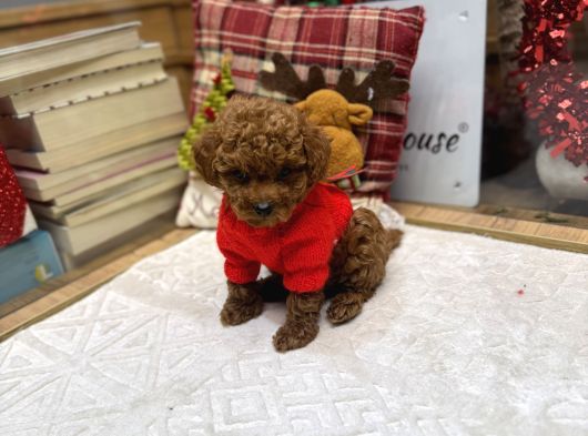 Kore Kan Poodle Yavru görsel