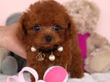 Evraklı Safkan Garantili Kore Bebek Yüzlü Mini Toypoodle