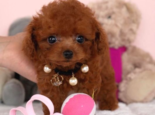 Evraklı Safkan Garantili Kore Bebek Yüzlü Mini Toypoodle görsel
