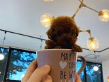 Evraklı Safkan Garantili Kore Bebek Yüzlü Mini Toypoodle