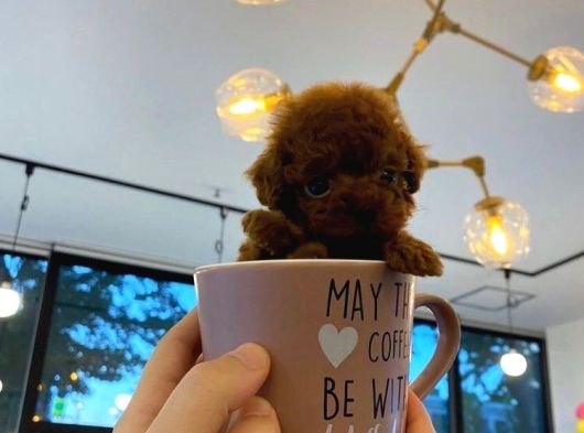 Evraklı Safkan Garantili Kore Bebek Yüzlü Mini Toypoodle görsel