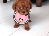 Evraklı Safkan garantili kore bebek yüzlü mini toypoodle