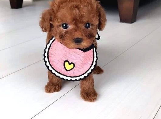 Evraklı Safkan Garantili Kore Bebek Yüzlü Mini Toypoodle