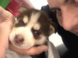 Bir Buçuk Aylık Husky