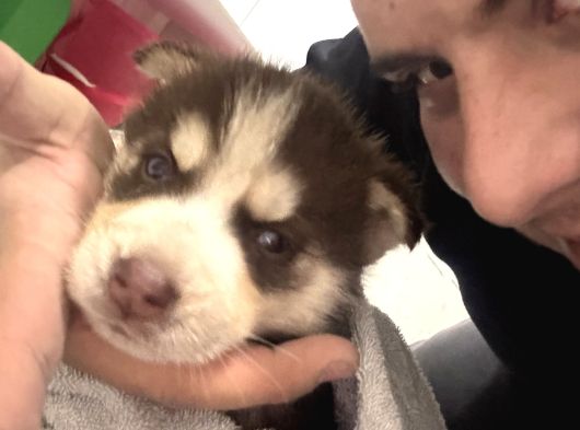 Bir Buçuk Aylık Husky görsel