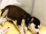 Bir buçuk aylık husky