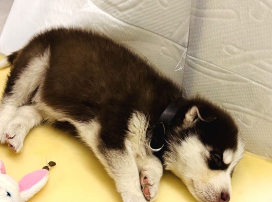 Bir Buçuk Aylık Husky