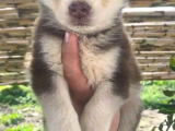 Bir Buçuk Aylık Husky