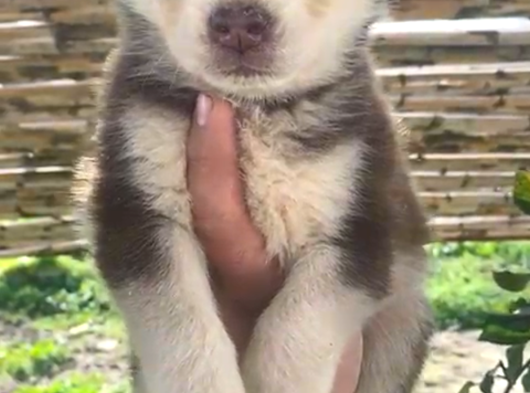 Bir Buçuk Aylık Husky görsel