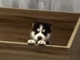 Bir Buçuk Aylık Husky