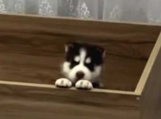 Bir Buçuk Aylık Husky görsel