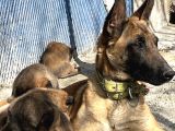 Belçika Malinois