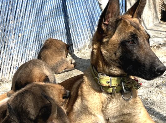 Belçika Malinois görsel