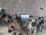 Belçika Malinois