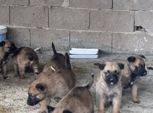 Belçika Malinois görsel