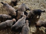 Belçika Malinois