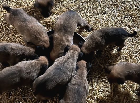 Belçika Malinois görsel