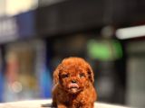 Mi̇ni̇ Toy Poodle Yavrular