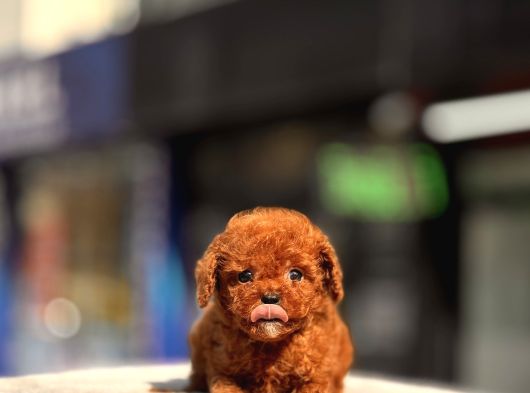Mi̇ni̇ Toy Poodle Yavrular görsel