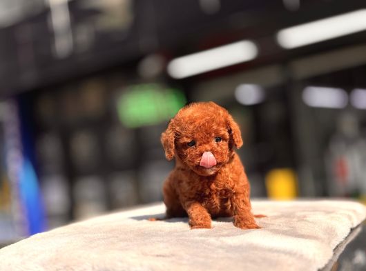 Mi̇ni̇ Toy Poodle Yavrular görsel