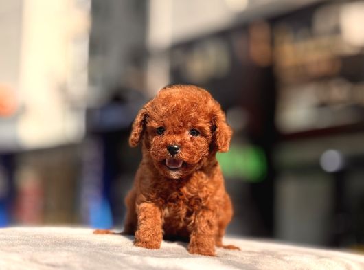 Mi̇ni̇ Toy Poodle Yavrular