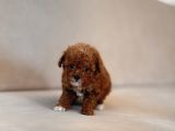 Mi̇ni̇ Toy Poodle Yavrular
