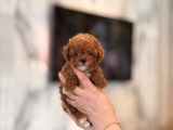 Mi̇ni̇ Toy Poodle Yavrular