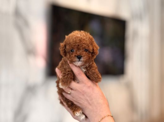 Mi̇ni̇ Toy Poodle Yavrular görsel