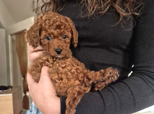 Ev Üretimi Toy Poodle Bebeklerimiz görsel