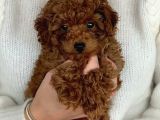 Ev Üretimi Toy Poodle Bebeklerimiz