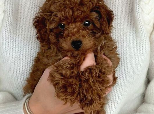 Ev Üretimi Toy Poodle Bebeklerimiz görsel