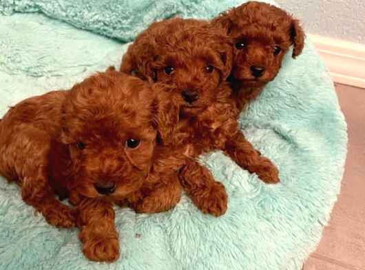 Ev Üretimi Toy Poodle Bebeklerimiz görsel