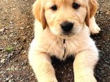 Golden Retriever Bebekler