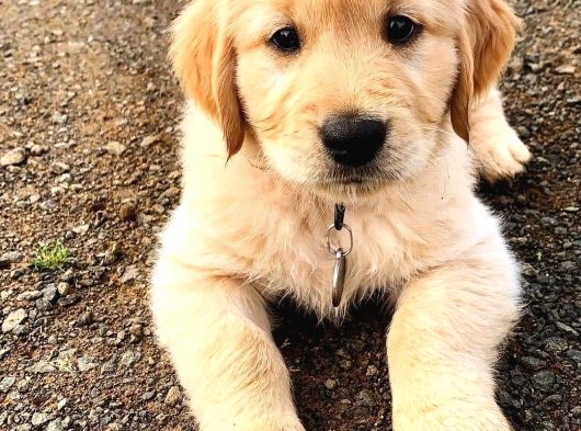 Golden Retriever Bebekler